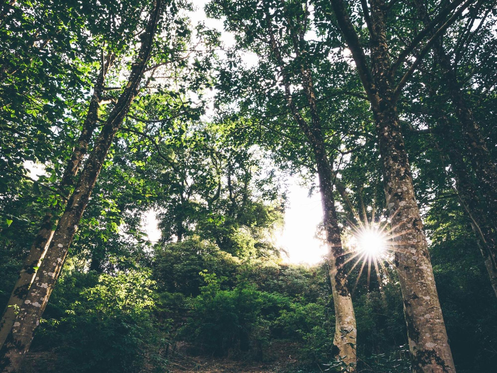 The Forest At Mount Congreve Gardens Kilmeaden المظهر الخارجي الصورة
