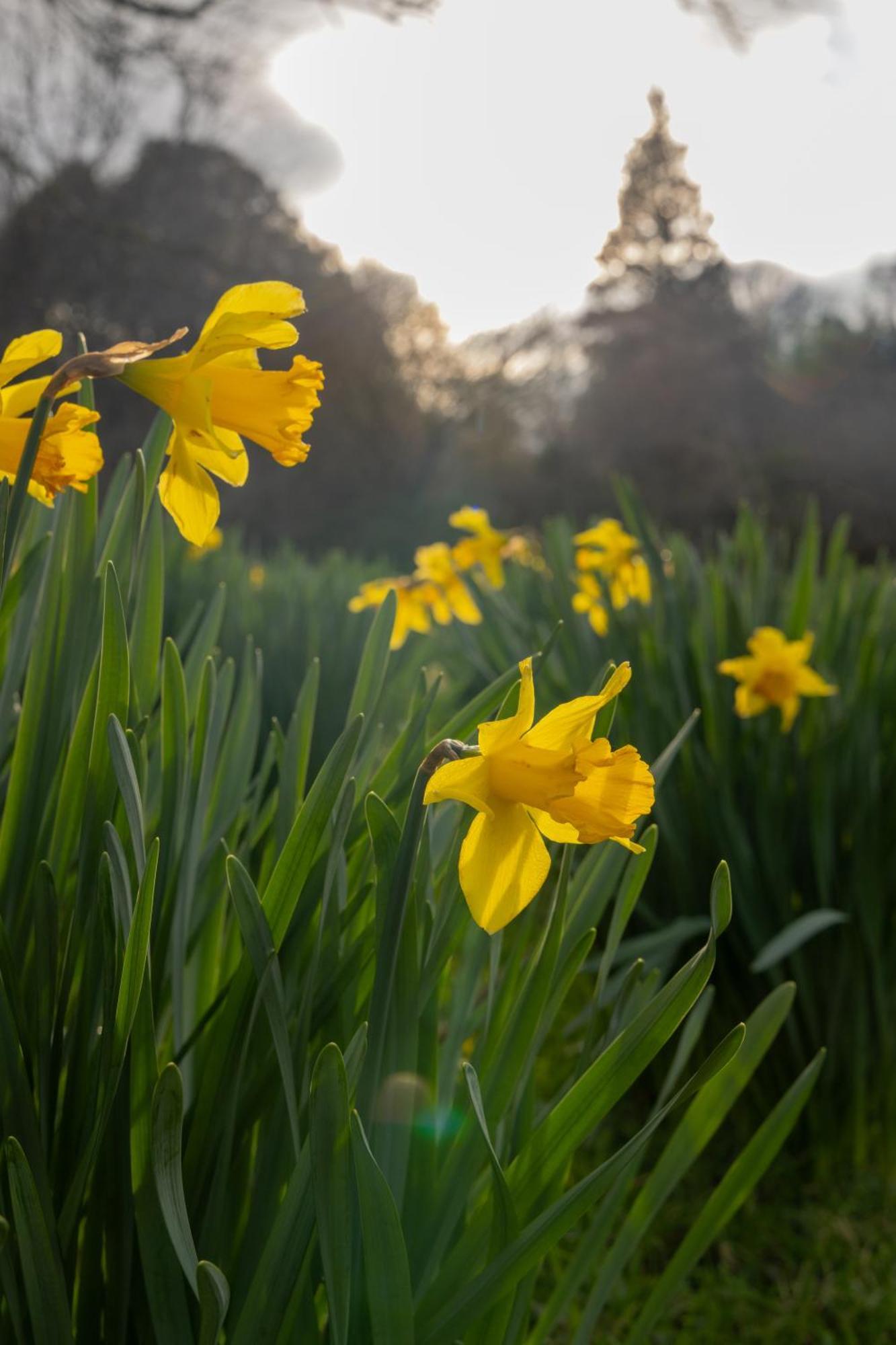 The Forest At Mount Congreve Gardens Kilmeaden المظهر الخارجي الصورة